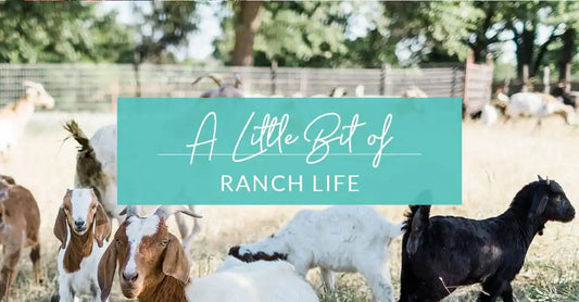 A Little Bit of Ranch Life