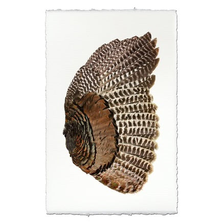 Turkey Wing (Right)