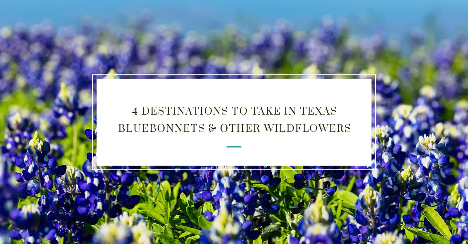 4 Destinations to Take In Texas Bluebonnets and Other Wildflowers