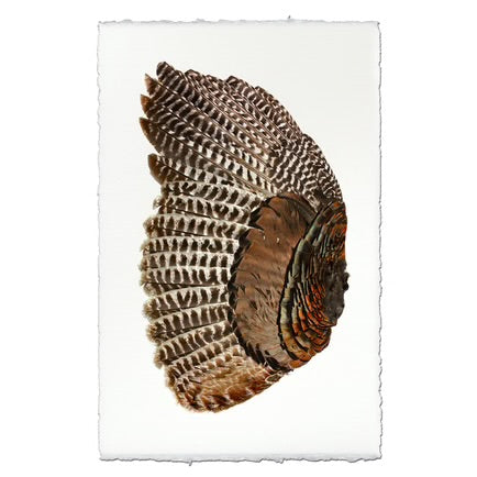Turkey Wing (Left)