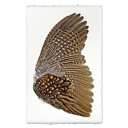 Ring Neck Pheasant (Right)