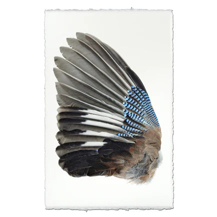 Blue Jay Wing (Left)