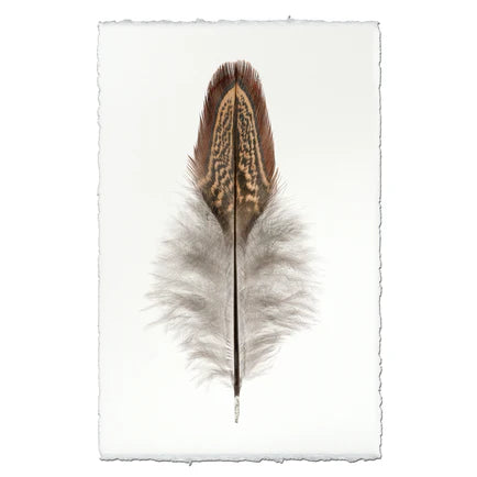 Ring Neck Pheasant Feather