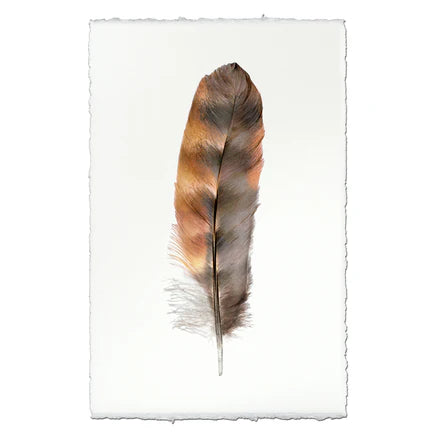 Rooster Feather