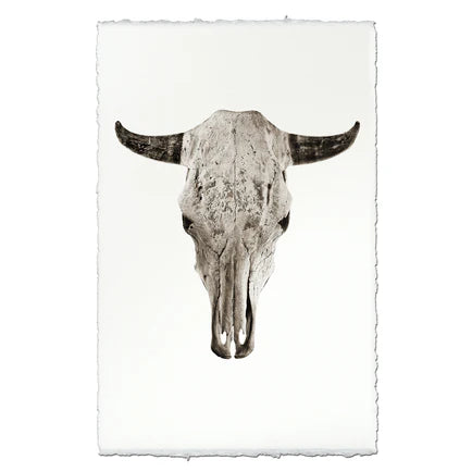 Steer Skull