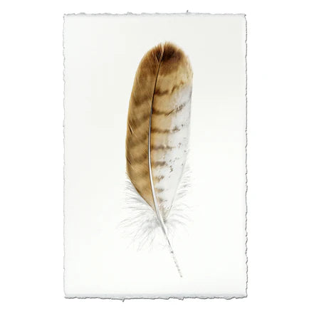 Red-Tailed Hawk Feather