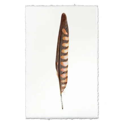 Kestrel Feather